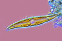 Diatomée vivante avec ses chloroplastes x160